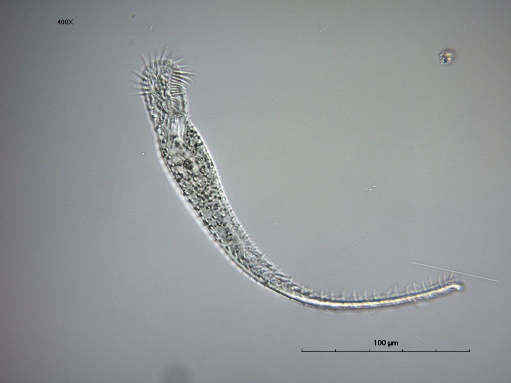 Epiclintes auricularis